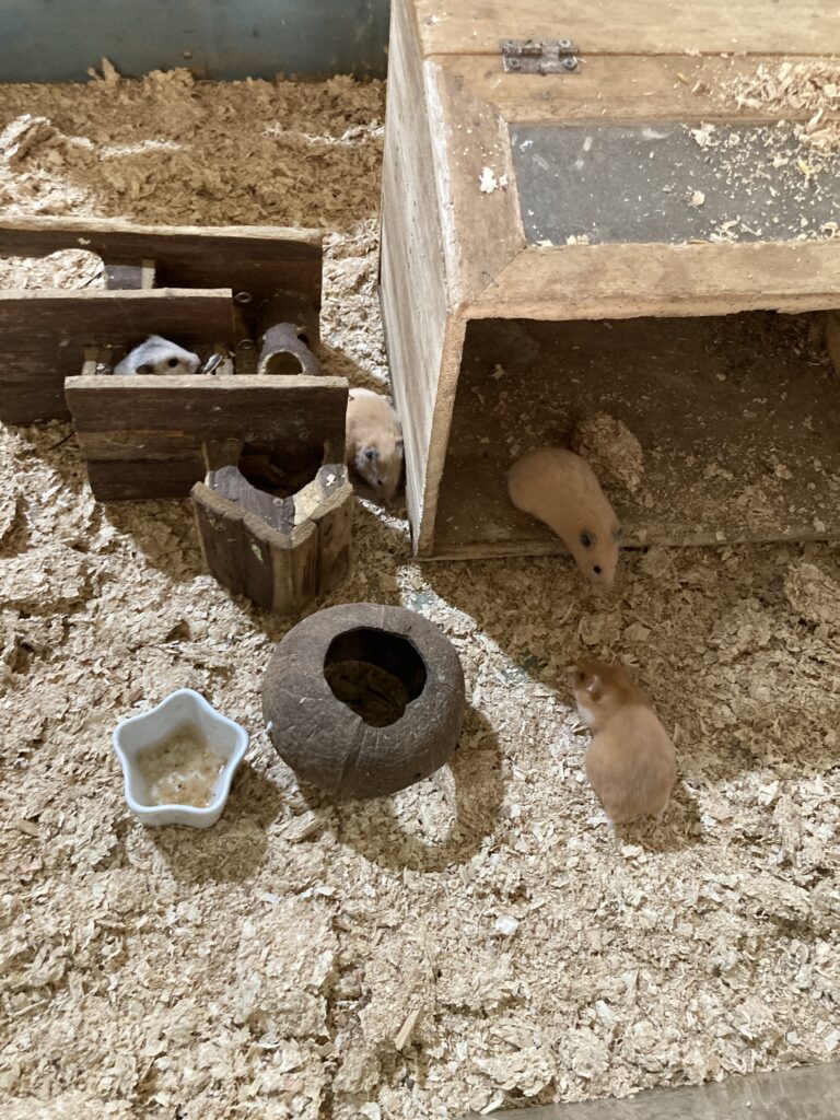 동물 먹이 체험 햄스터